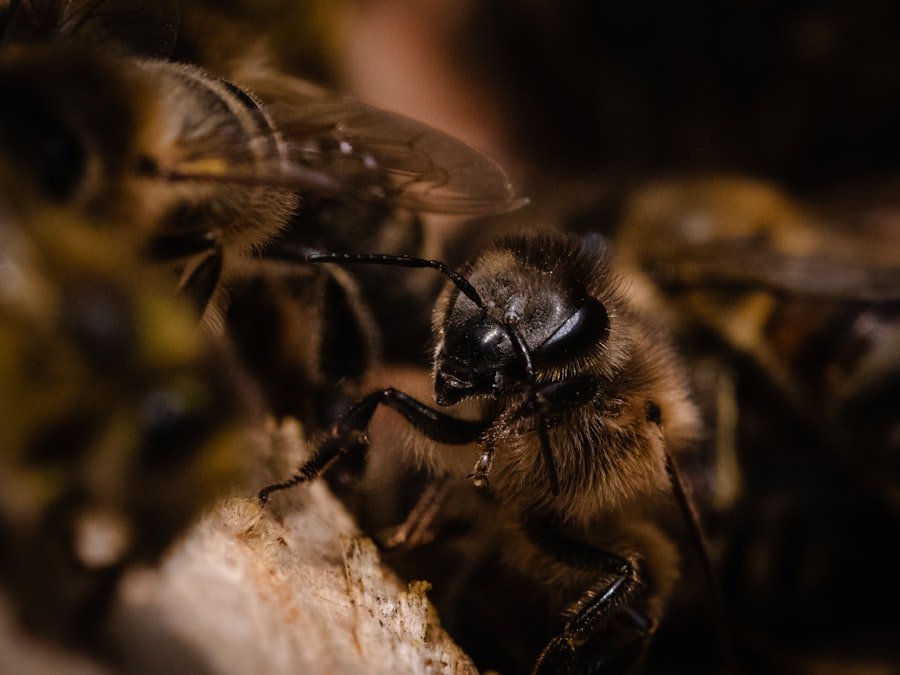 APIs